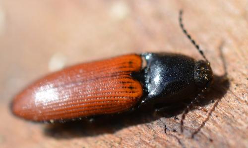 Réf. 333 733 : Ampedus sp.